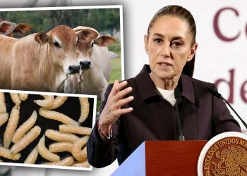 Sheinbaum califica de “totalmente exagerada” la decisión de EE.UU. de volver a cerrar la frontera al ganado mexicano