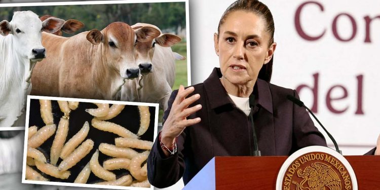 Sheinbaum califica de “totalmente exagerada” la decisión de EE.UU. de volver a cerrar la frontera al ganado mexicano