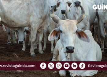 Carnicerías de lujo surgen por el barrenador