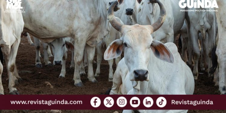 Carnicerías de lujo surgen por el barrenador