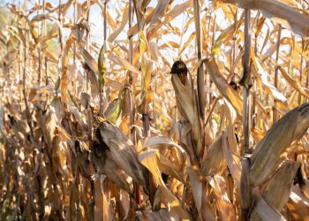 El agro de rodillas ante grupos empresariales