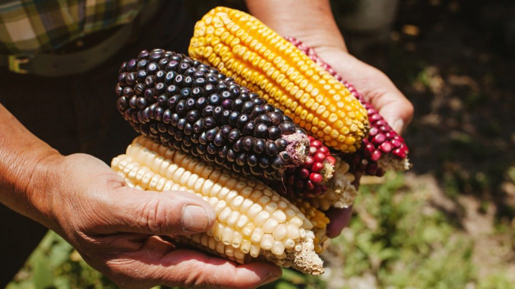 ¿Qué metas tiene el programa hacia 2030?