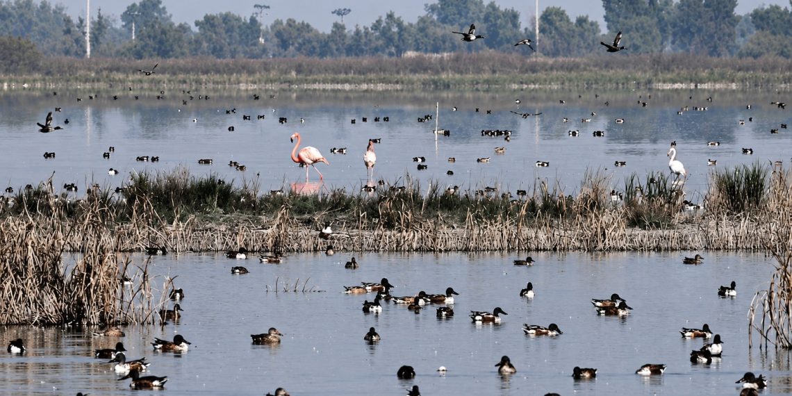 Quinientas especies regresan al Lago de Texcoco