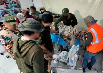 Muere el tigre Kenzo en Tepetlaoxtoc