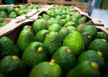 Aguacate mexicano 2026: récord en volumen caen ingresos