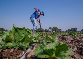 México rechaza ser origen del brote de ciclosporiasis