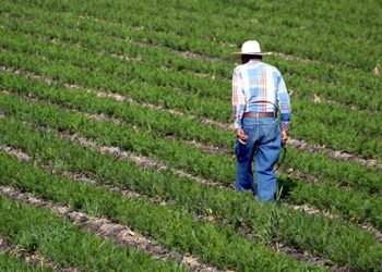 EL AGRO Y LA LEJANA AUTOSUFICIENCIA ALIMENTARIA DE MÉXICO